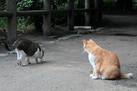 街のねこたち