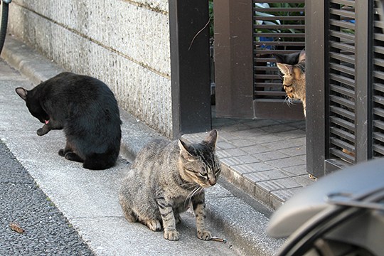 街のねこたち