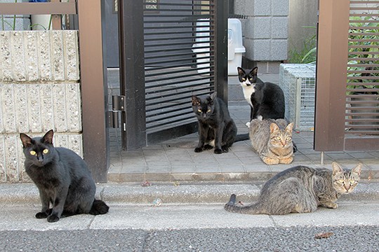 街のねこたち