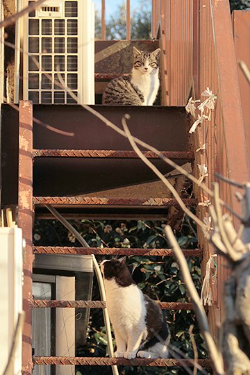 街のねこたち