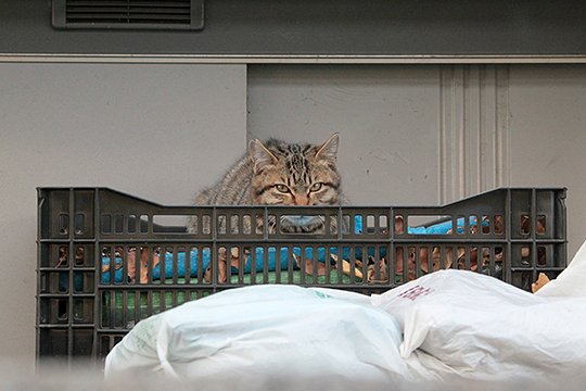 街のねこたち