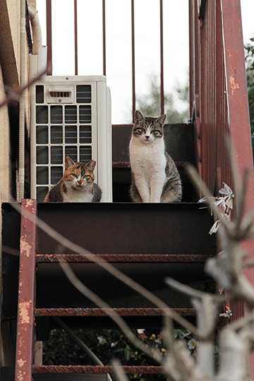 街のねこたち