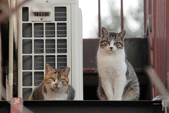 街のねこたち