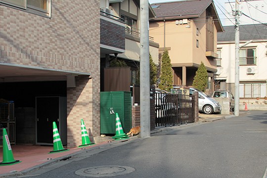 街のねこたち