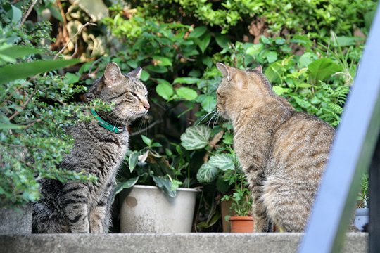 街のねこたち