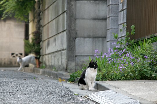 街のねこたち