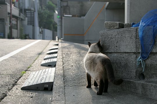 街のねこたち