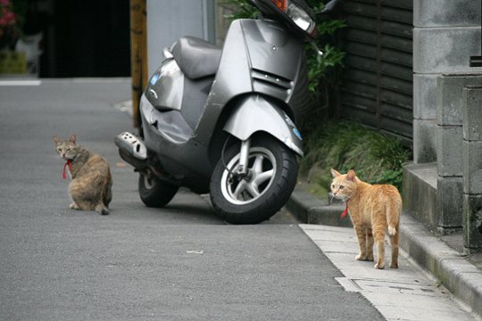 街のねこたち