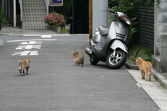 街のねこたち