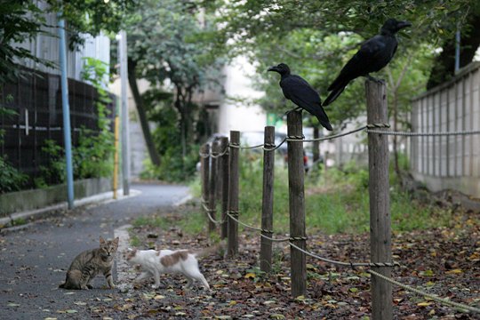 街のねこたち
