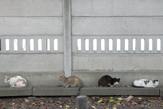 街のねこたち