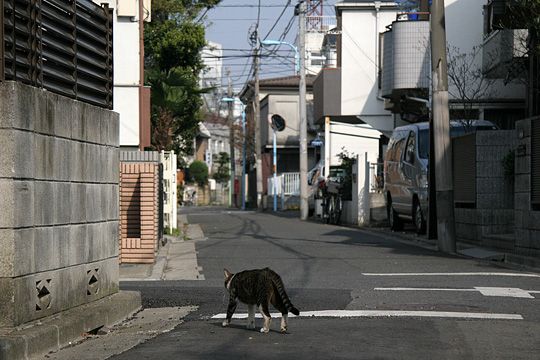 街のねこたち