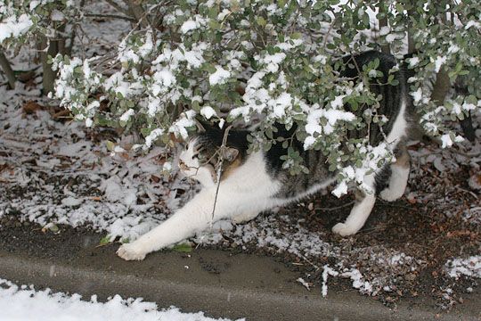 ねこ