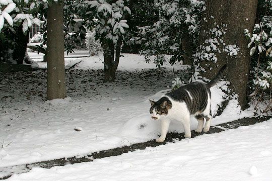 ねこ