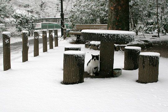 ねこ