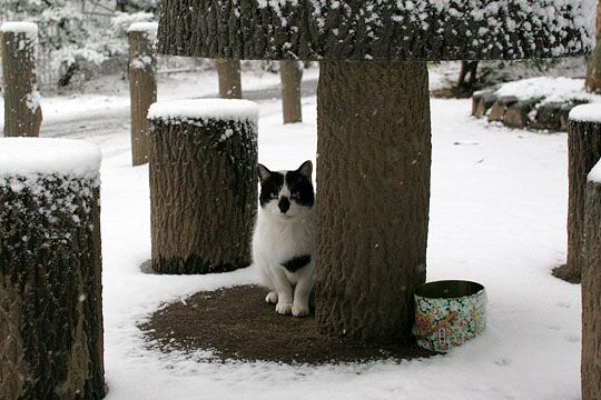 ねこ