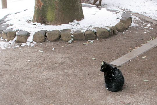 ねこ