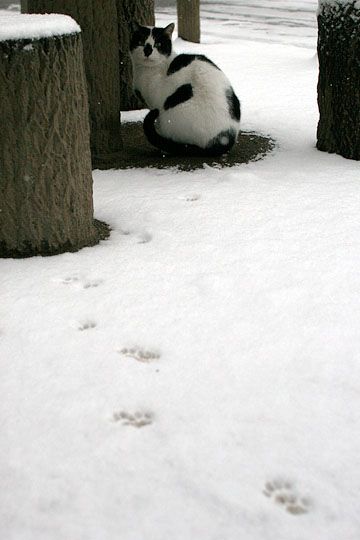 ねこ