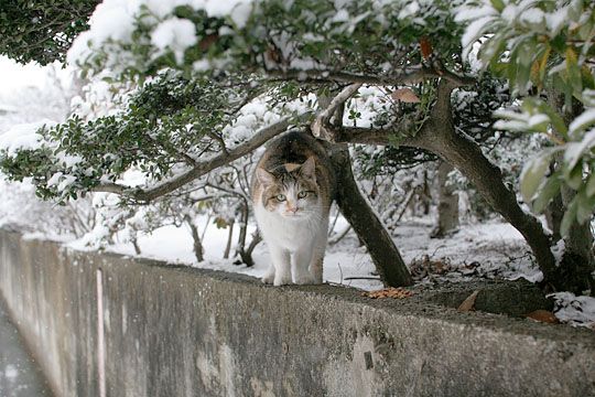 ねこ