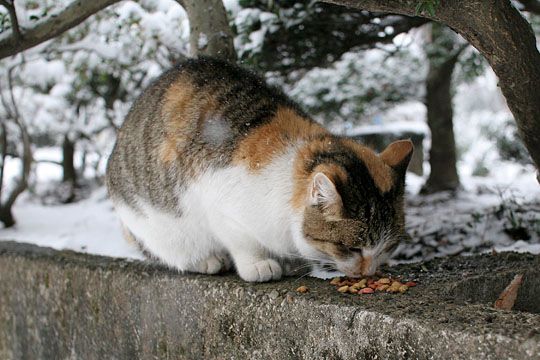 ねこ