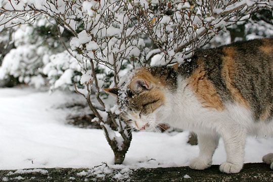 ねこ