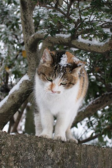 ねこ