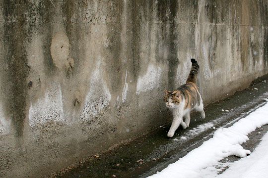 ねこ