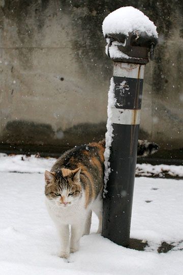 ねこ