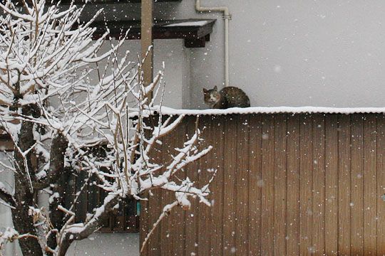 ねこ