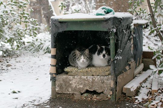 ねこ