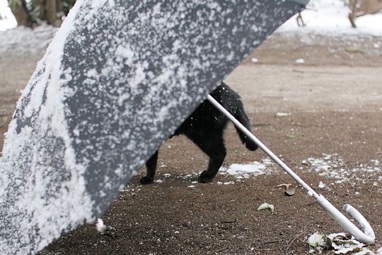 ねこ