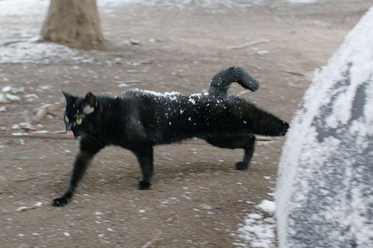 ねこ