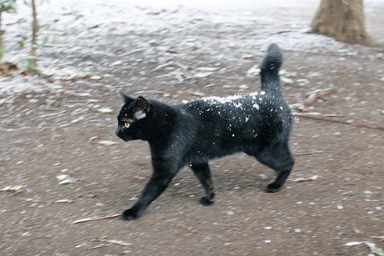 ねこ