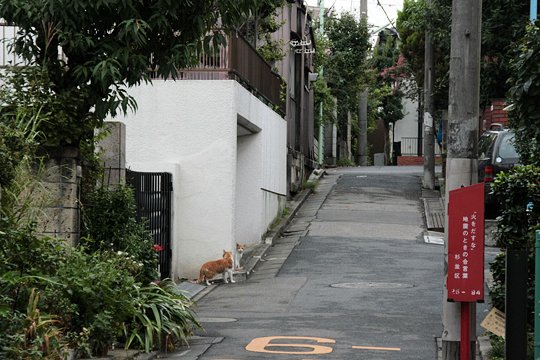 街のねこたち