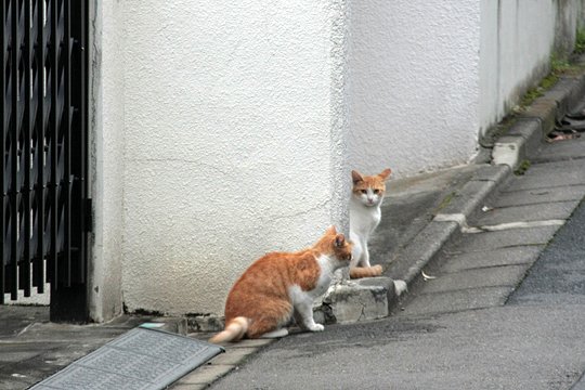 街のねこたち