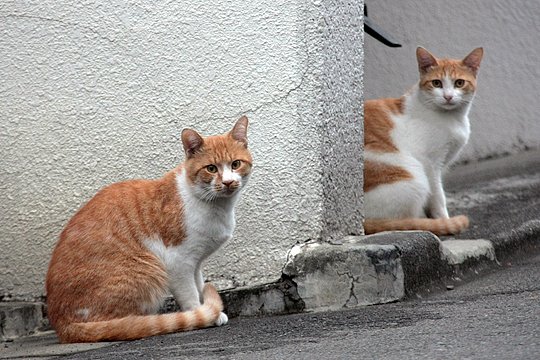 街のねこたち