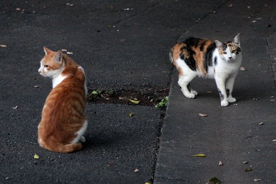 街のねこたち