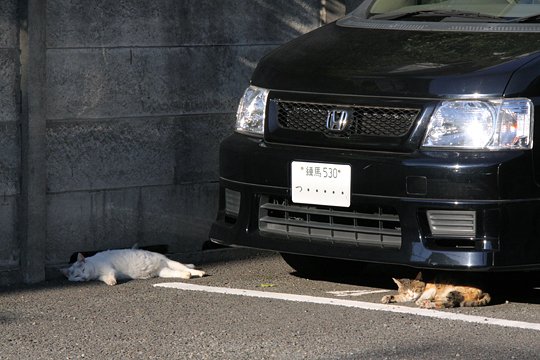街のねこたち