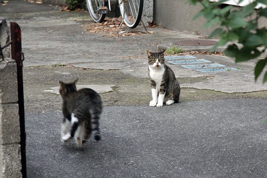 街のねこたち