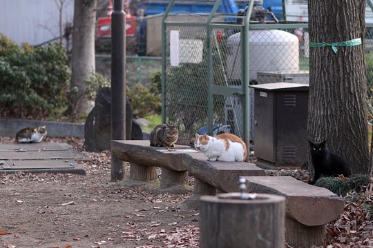 街のねこたち