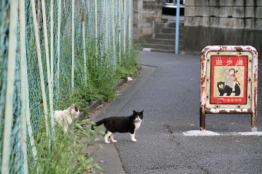 街のねこたち