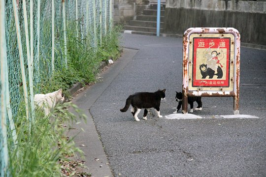 街のねこたち