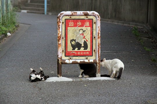 街のねこたち