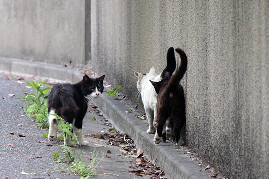街のねこたち