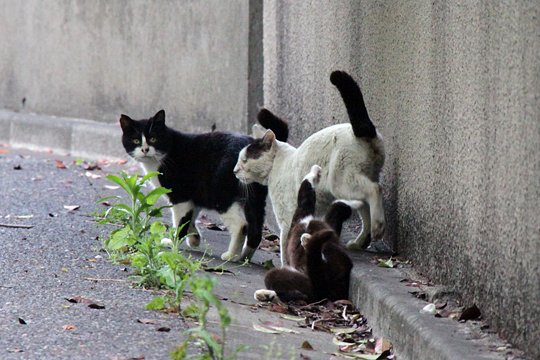 街のねこたち