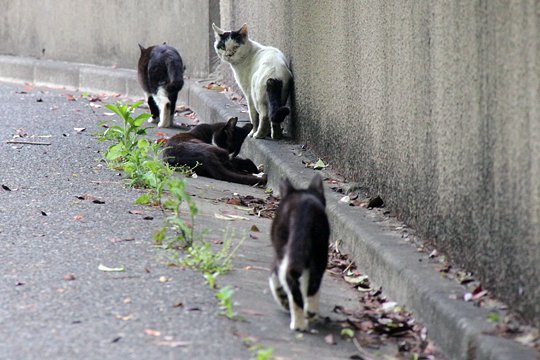 街のねこたち