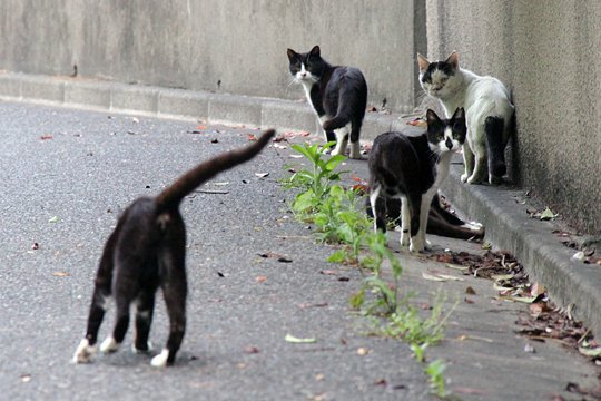 街のねこたち