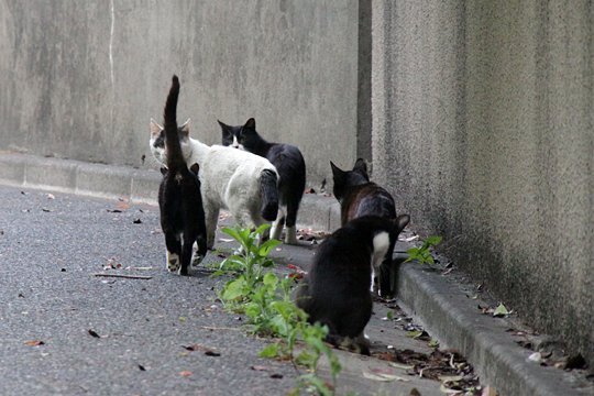 街のねこたち