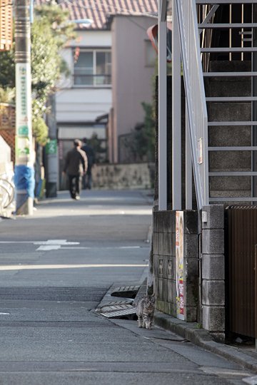 街のねこたち