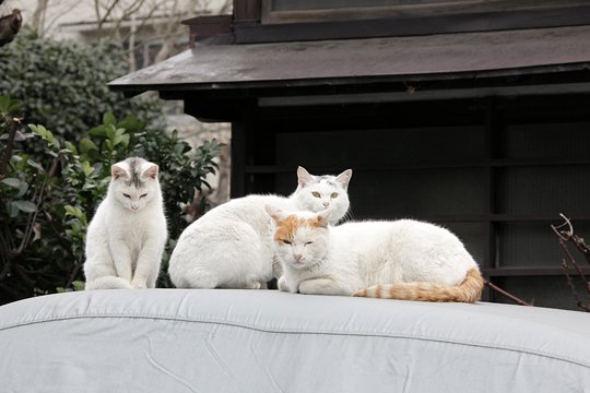街のねこたち